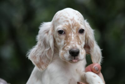 Les chiots de Setter Anglais