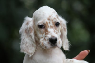 Les chiots de Setter Anglais