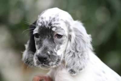 Les chiots de Setter Anglais