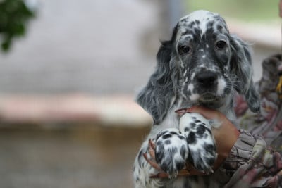 Les chiots de Setter Anglais