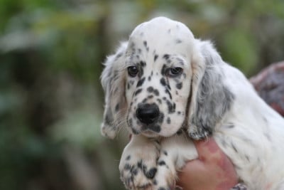 Les chiots de Setter Anglais