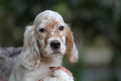 Les chiots de Setter Anglais