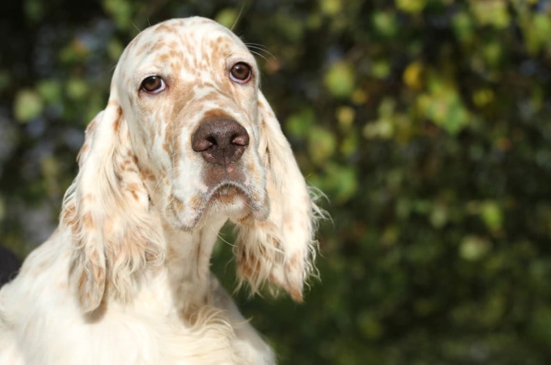 Setter Anglais - du Milobre de Bouisse