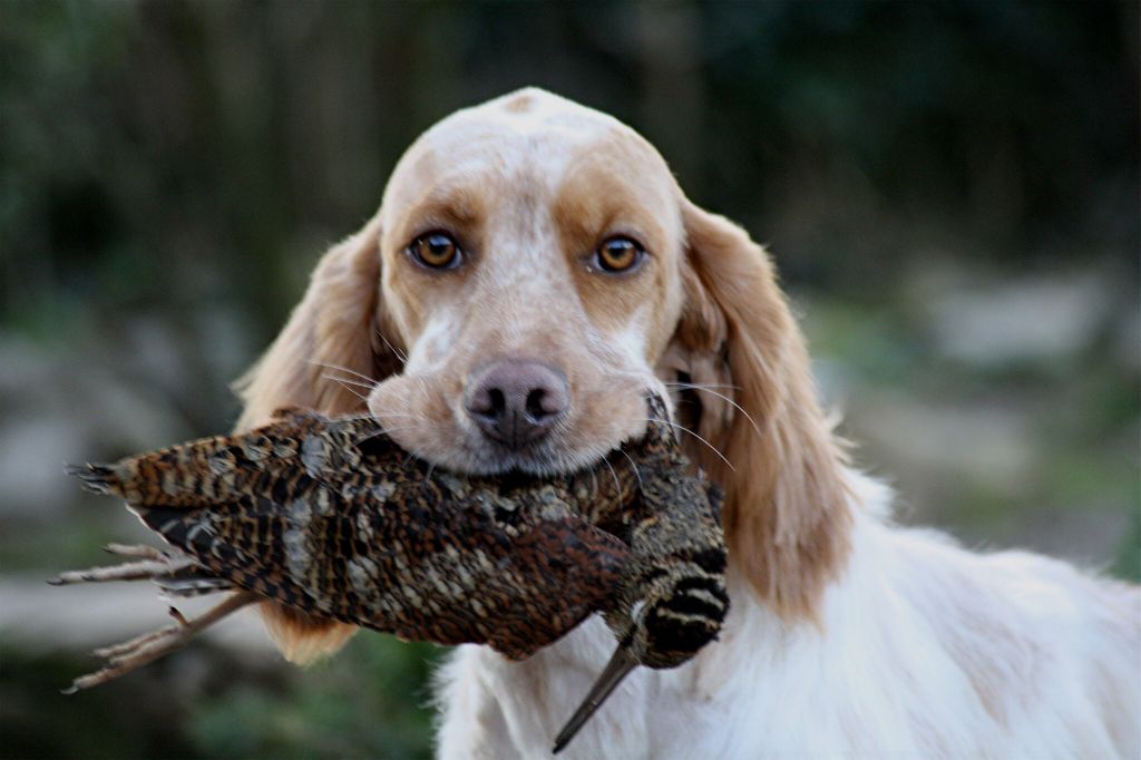 chiot Setter anglais du Milobre de Bouisse