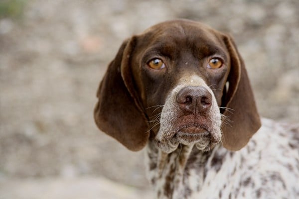 TR. CH. Decibel du Milobre de Bouisse - 1 er EXC CACS CACIB