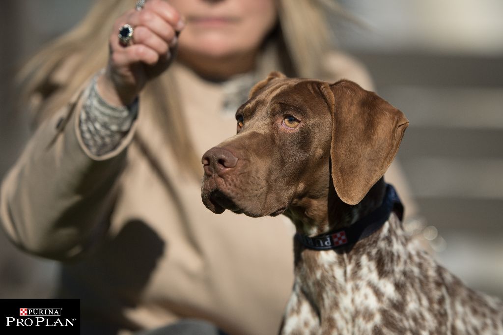 TR. CH. Nirvana du Milobre de Bouisse - 1EXC CACS BOS