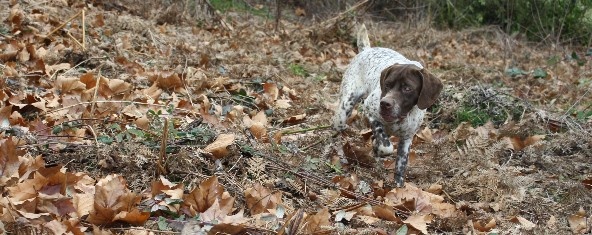 TR. CH. D'mabby du Milobre de Bouisse - 1 er EXC CACT