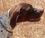 TR. CH. Amazone du Milobre de Bouisse - 1er EXC CACS CACIB