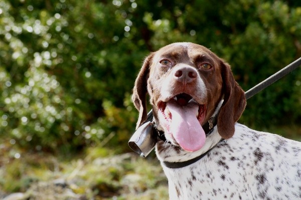 TR. CH. D'mabby du Milobre de Bouisse - 2eme EXC RCACT