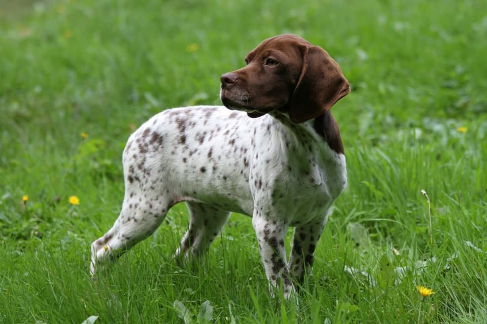 TR. CH. Ivoire du Milobre de Bouisse - 1er EXC CACS CACIB MSO