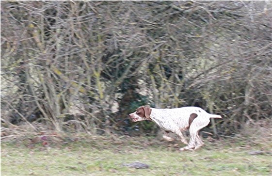 TR. CH. Bracco du Milobre de Bouisse - 1 er EXC CACT Couple CACIT