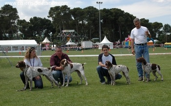 TR. CH. Ullie du Milobre de Bouisse - 1 ex meilleure de classe IF