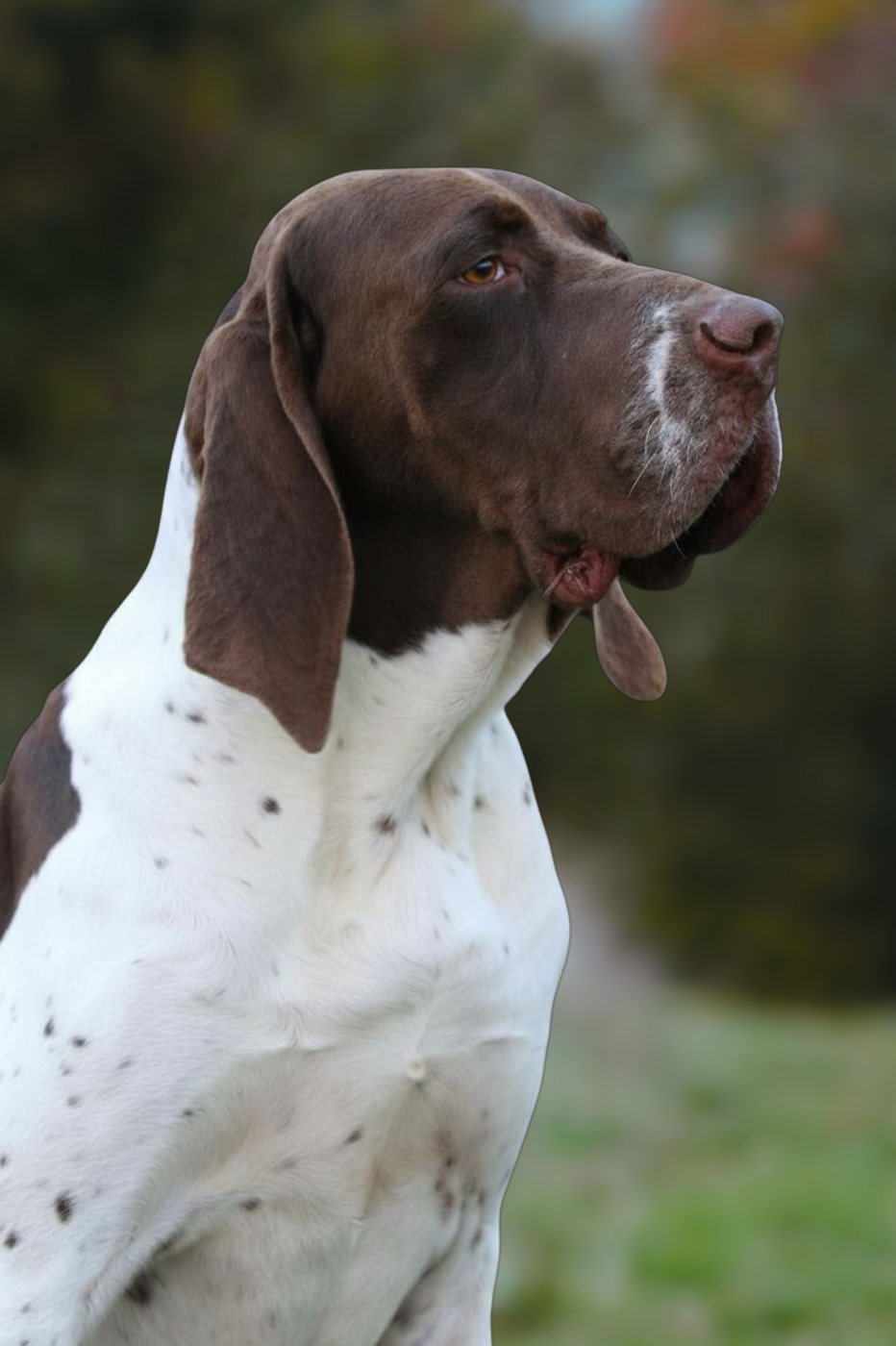 Vladimir'mg du Milobre de Bouisse - 1er EXC CACS MR