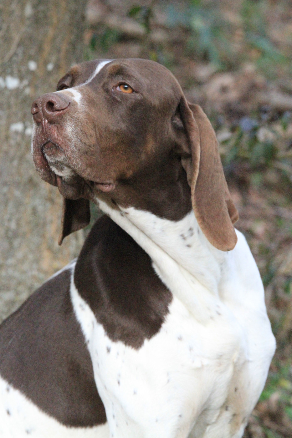 TR. CH. Ursulla 'mg du Milobre de Bouisse - 1er EXC CACS MSO