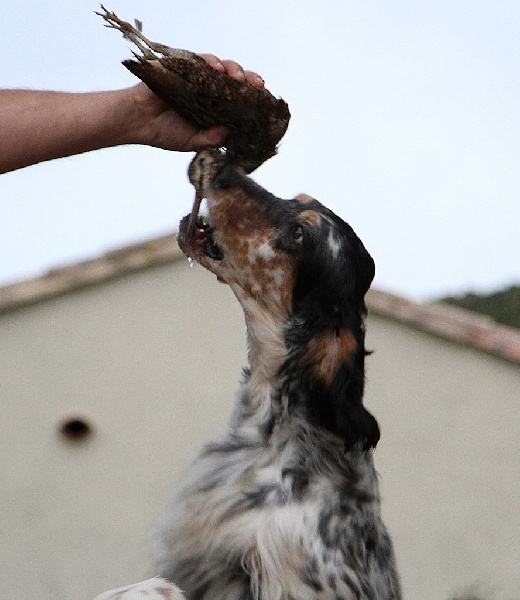 H'paloma du Milobre de Bouisse - 1 EXC CACS CACIB MEILLEUR DE RACE