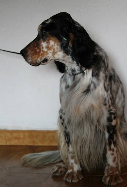 H'paloma du Milobre de Bouisse - 2 EXC