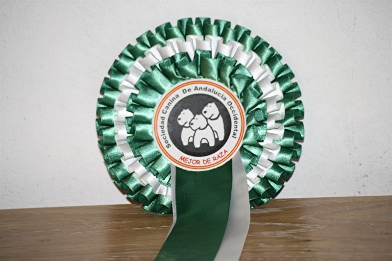 TR. CH. Bracco du Milobre de Bouisse - 1 er EXC CACS CACIB