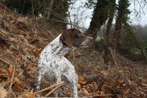 TR. CH. Decibel du Milobre de Bouisse - 1 er EXC CACT