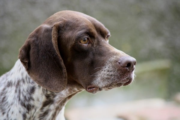 TR. CH. Decibel du Milobre de Bouisse - 1 er EXC CACS Meilleur de Race