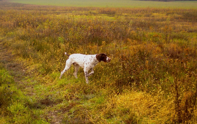 CH. D'click du Milobre de Bouisse - 1er EXC CACT CACIT