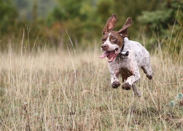TR. CH. Bracco du Milobre de Bouisse - 2eme EXC RCACT