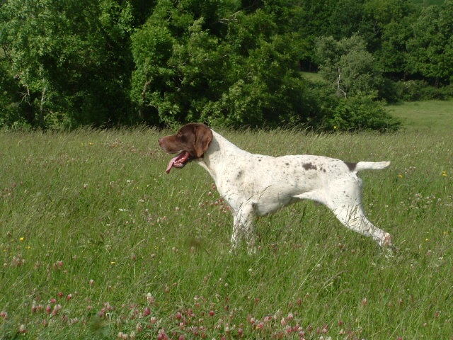 TR. CH. Boscquu Du clos de gaou - 1 er EXC CACS Meilleur de Race