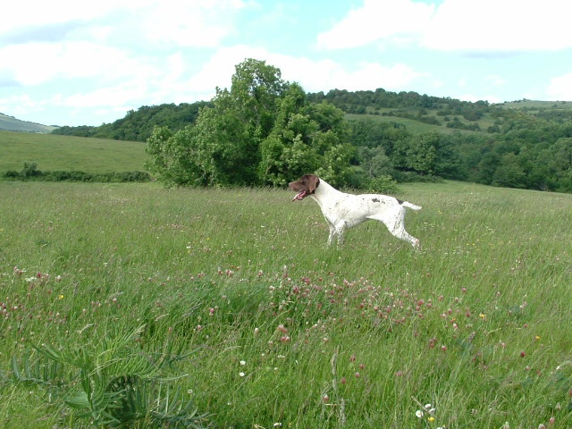 TR. CH. Boscquu Du clos de gaou - 1 er EXC CACT