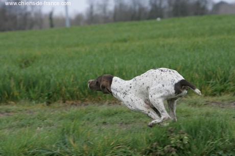 TR. CH. Amazone du Milobre de Bouisse - 1er EXC CACS Meilleur de Race