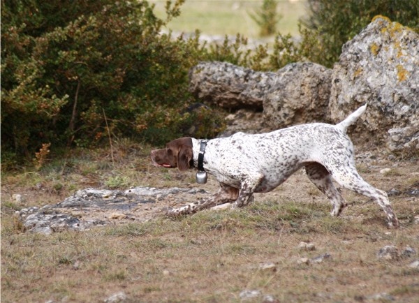 TR. CH. D'mabby du Milobre de Bouisse - 4 EXC