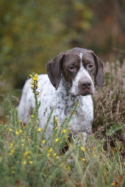 TR. CH. Bracco du Milobre de Bouisse - 1 er EXC CACS CACIB