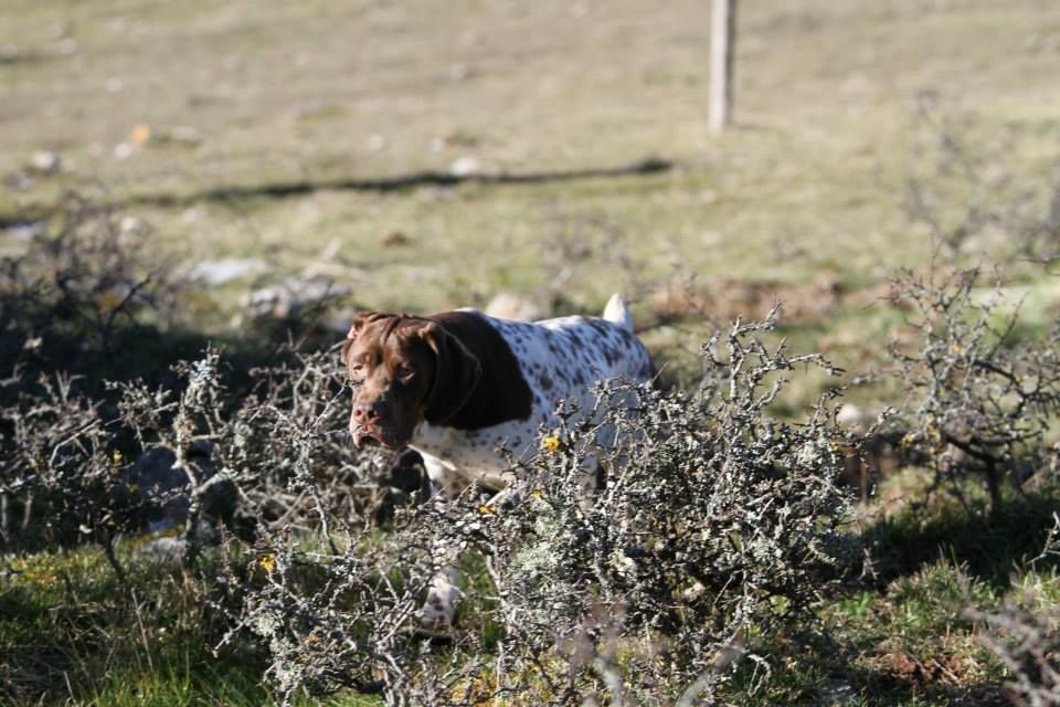 TR. CH. Ivoire du Milobre de Bouisse - 1er EXC CACIB MSO