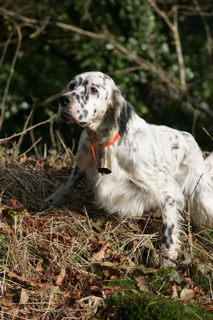 CH. Taichou du Milobre de Bouisse - 1 er EXC CACT