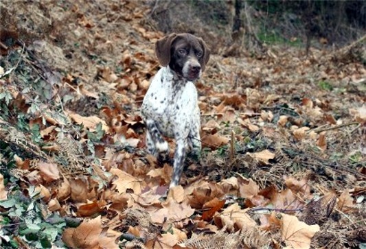 TR. CH. D'mabby du Milobre de Bouisse - 1 er EXC CACS CACIB