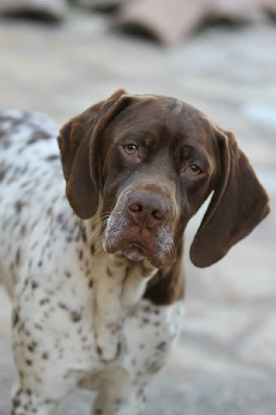 TR. CH. Ivoire du Milobre de Bouisse - 1 EXC CACS CACIB