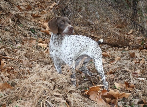 TR. CH. Decibel du Milobre de Bouisse - 1er EXC CACS CACIB MR