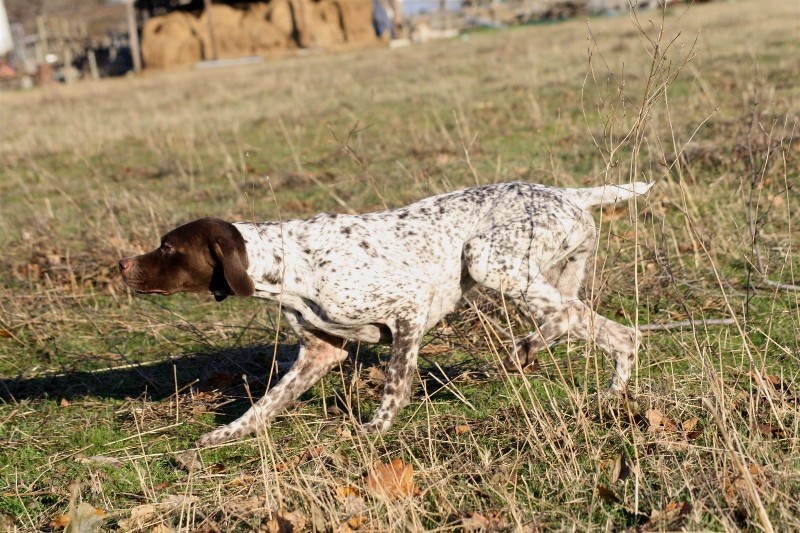 TR. CH. D'mabby du Milobre de Bouisse - 1er EXC CACT Couple