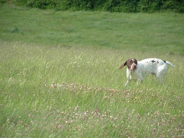 TR. CH. Boscquu Du clos de gaou - 1 er EXC CACT CACIT