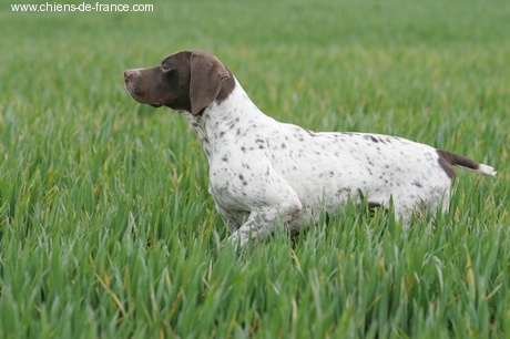 TR. CH. Amazone du Milobre de Bouisse - CACS CACIB