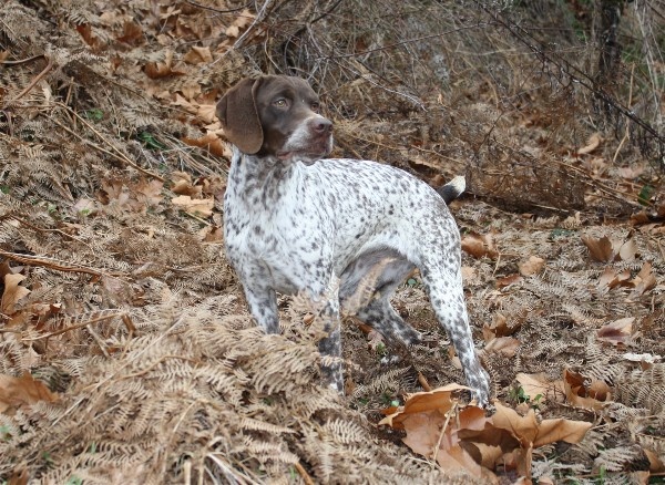 TR. CH. Decibel du Milobre de Bouisse - 1er EXC CACS CACIB MR