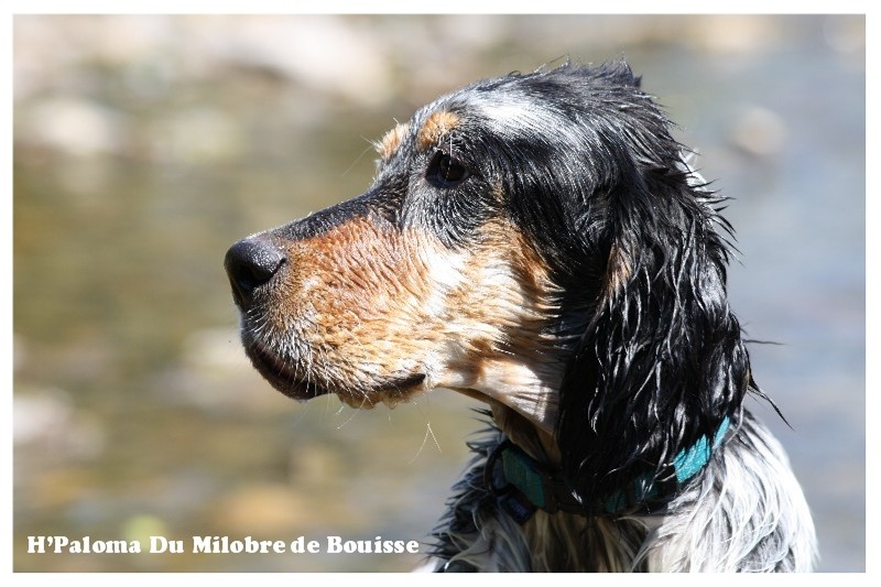 H'paloma du Milobre de Bouisse - Trés prometteur
