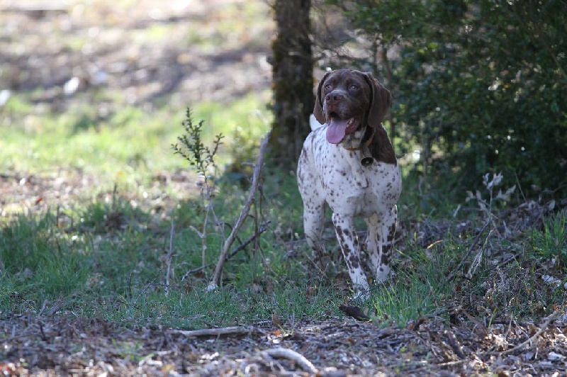 TR. CH. Ivoire du Milobre de Bouisse - 1er EXC CACS MR