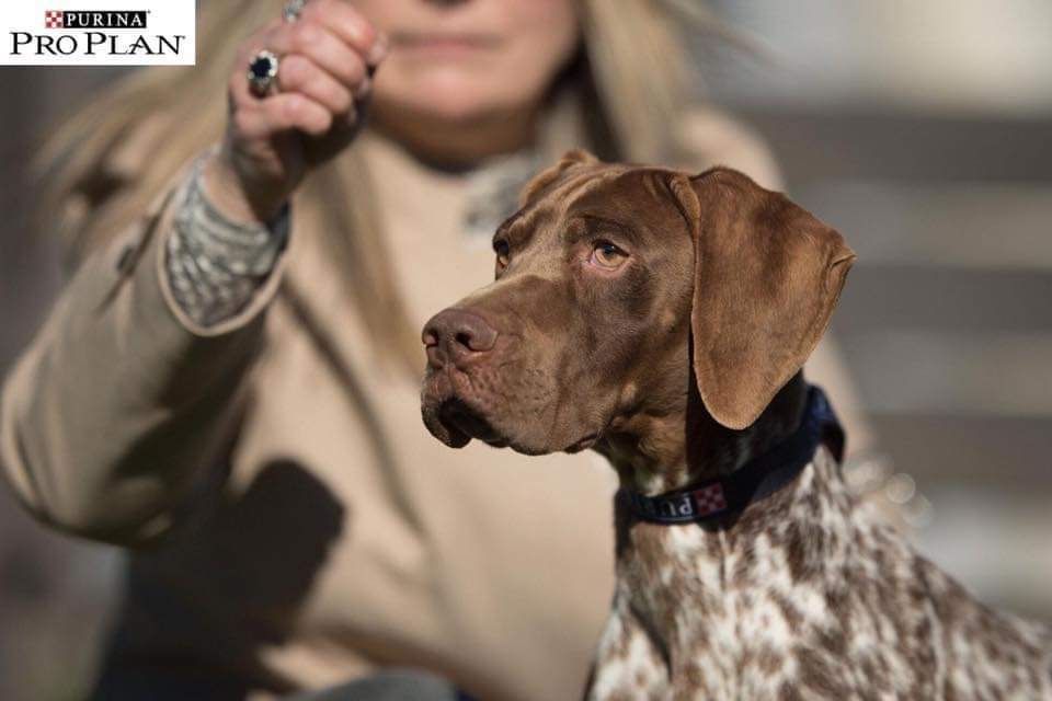 TR. CH. Nirvana du Milobre de Bouisse - 1erEXC CACS MR Meilleure téte