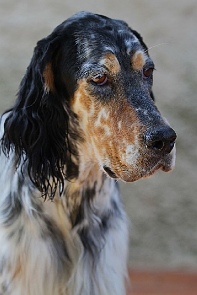 H'paloma du Milobre de Bouisse - classe Travail CACL