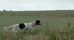 Sabia de L'Echo de la Forêt -