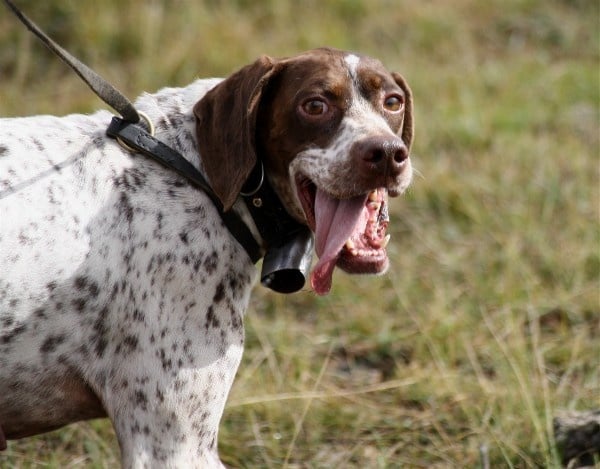 TR. CH. Bracco du Milobre de Bouisse - 2eme EXC RCACT