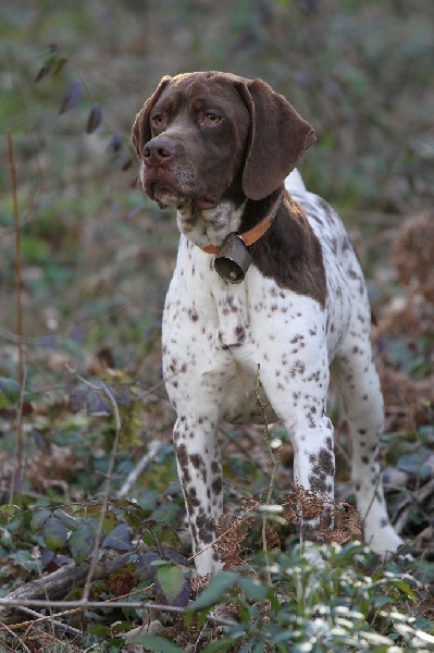 TR. CH. Ivoire du Milobre de Bouisse - 1er EXC CACS CACIB MR