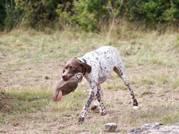 TR. CH. D'mabby du Milobre de Bouisse - EXC