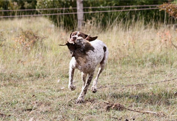 TR. CH. Bracco du Milobre de Bouisse - 2eme EXC RCACT