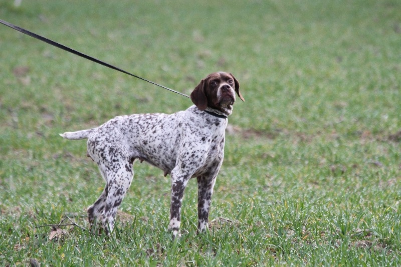 TR. CH. D'mabby du Milobre de Bouisse - 1 EXC CACT couple