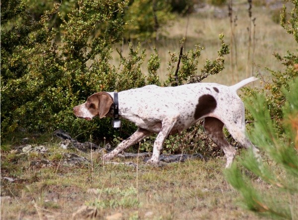 TR. CH. Bracco du Milobre de Bouisse - 1 er EXC CACT